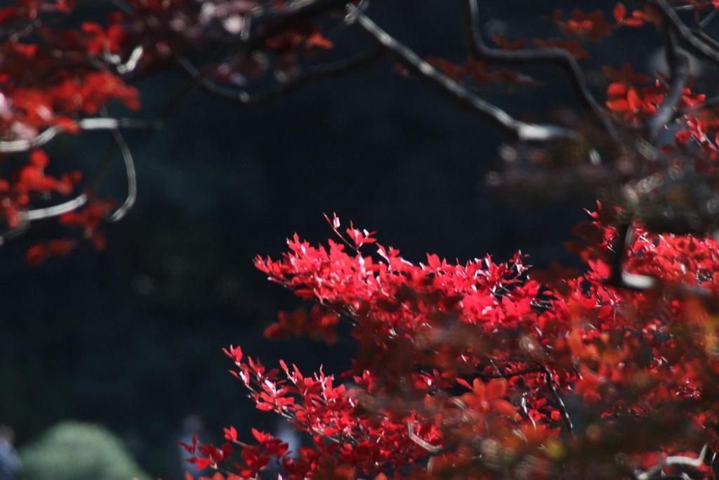 Tora Hotel Tokyo-Rikugienn 寅ホテル 六義園 C Luaran gambar